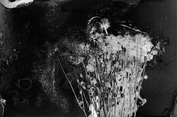 A high-contrast black and white photograph or artistic image of flowers and droplets, possibly created through alternative photographic processes.