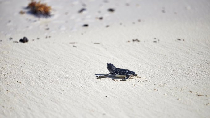 A small baby sea turtle with a dark shell crawls across pale, sunlit sand toward the ocean.
