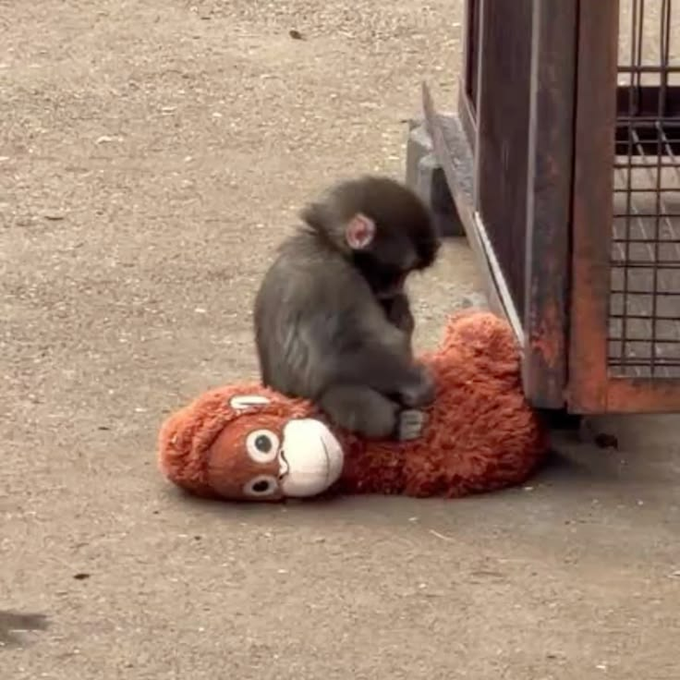 A young monkey sits hunched on the ground, clutching an orange stuffed teddy bear beside a wire cage in a dusty enclosure. The tender image of the primate hugging its plush companion visually echoes the post's theme of resilience and "bag working," suggesting that even after reaching the 50M milestone, the project still has the heart and drive (like the little monkey holding on tight) to push toward the 100M goal.