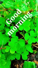 A bright green clover patch with 'Good morning' written in white text across the leaves.