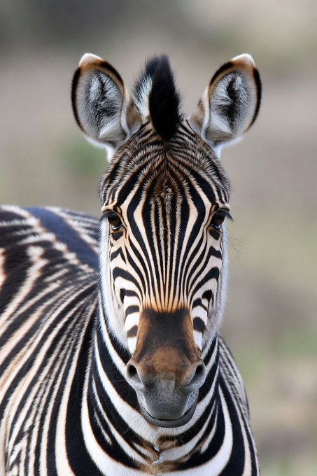 A close-up photograph of a zebra facing the camera, showing its distinctive black and white striped face, fuzzy mane, and ears.