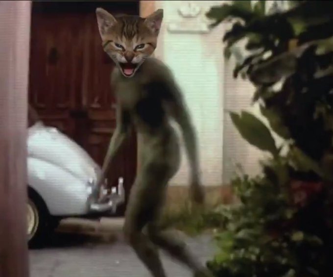 A cat's head has been humorously edited onto a humanoid body standing in a driveway next to a car.