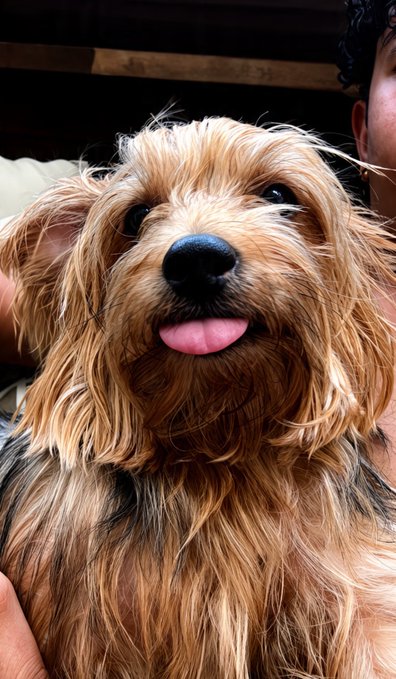 A close-up portrait of a fluffy brown and tan Yorkshire Terrier with its tongue sticking out, held by a partially visible person.