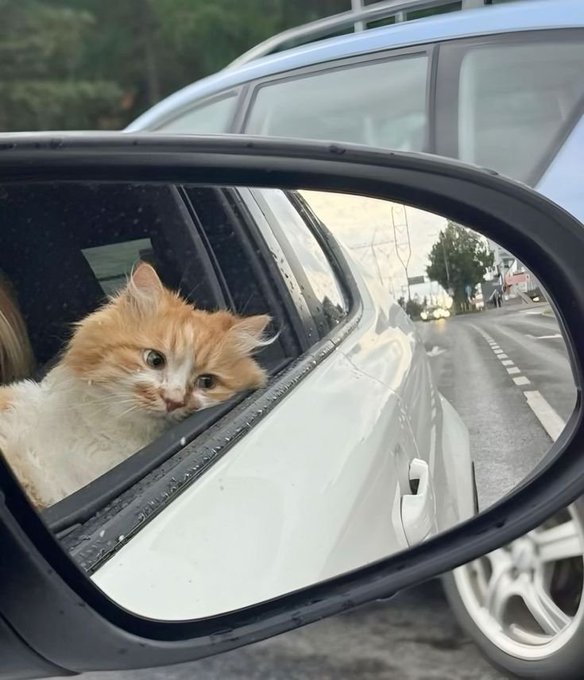 A fluffy orange and white cat curiously peers out from a partially open car window, visible in the reflection of the side mirror as the vehicle travels down a road. The image playfully illustrates the post's invitation to assemble a "team" for a cat-themed crypto project, with the curious feline serving as a fitting mascot for the cat token narrative.