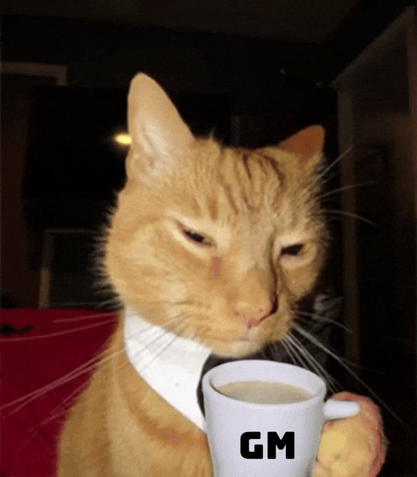 An orange tabby cat wearing a white collar and black tie holds a white mug labeled 'GM' in its paw, appearing groggy in a dimly lit room.