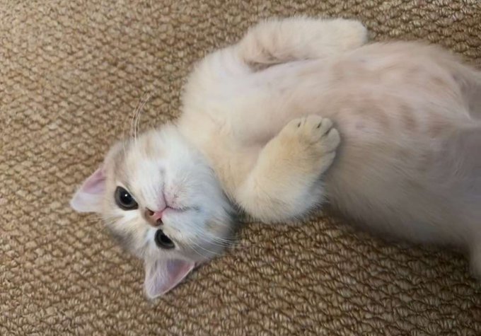 An adorable fluffy white and cream-colored kitten lying on its back on a beige textured carpet, playfully looking up at the camera.