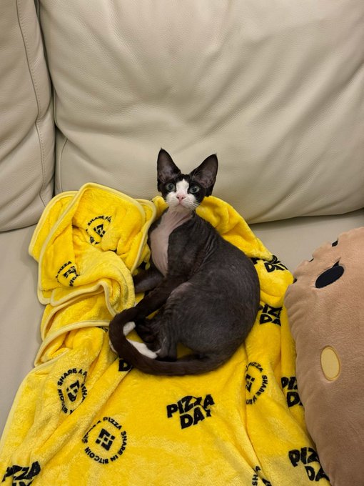 The image features a cat sitting on top of a yellow blanket with black text, which says "Pizza Day" printed on it. The cat appears to be resting comfortably on the blanket while looking directly at the camera. In addition to the cat and the blanket, there is also a stuffed animal present in the scene.