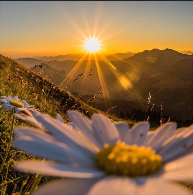 A scenic sunset photograph over mountain ranges with golden sun rays radiating outward, featuring a close-up daisy flower in the foreground on a grassy hillside.