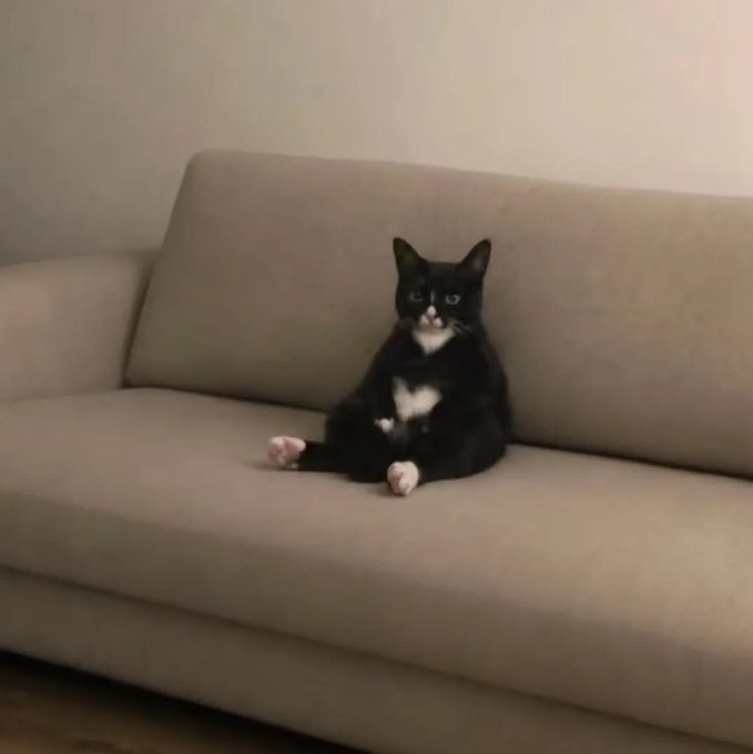 A black and white tuxedo cat sitting upright on a beige couch, looking forward with its paws crossed.