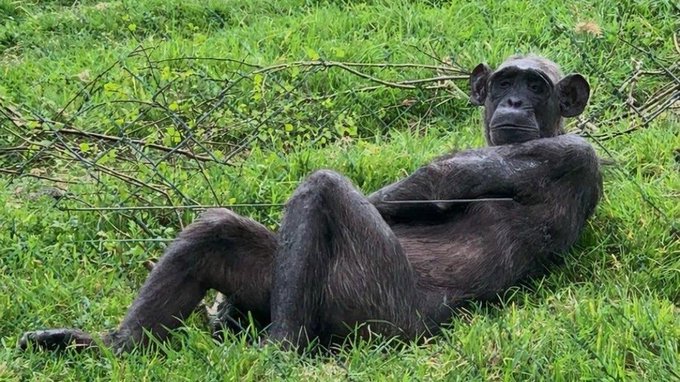 A chimpanzee lounges casually in the grass, mirroring the relaxed yet contemplative mood of someone "trying to make sense of what's happening in the market."
