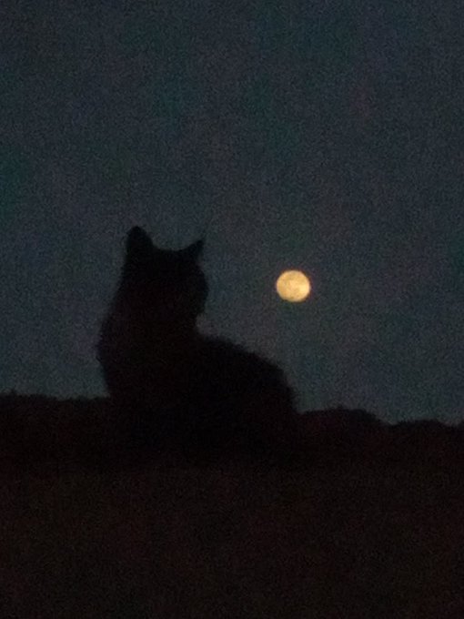 A silhouette of a cat sitting on a rooftop at night, gazing at a full moon in the dark sky.