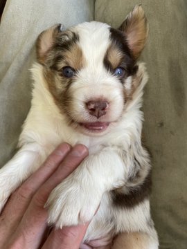 An adorable fluffy husky puppy with striking blue eyes is being held and petted on a green blanket, perfectly fitting the post asking for help naming the irresistible little doge.