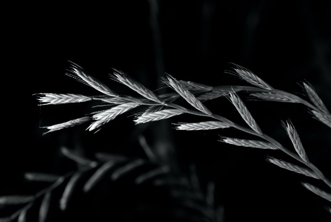 A black and white close-up photograph of grass seed heads against a dark, blurred background.