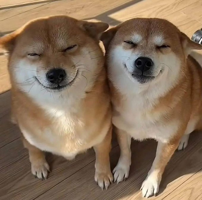 Two smiling Shiba Inu dogs with squinted eyes sit side by side on a wooden deck in warm sunlight.
