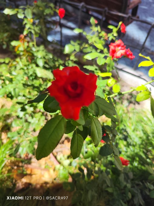 A duplicate of the rose photograph from image 3, showing a vibrant red rose with green foliage and water in the background, watermarked 'XIAOMI 12T PRO | @SACRA97'.