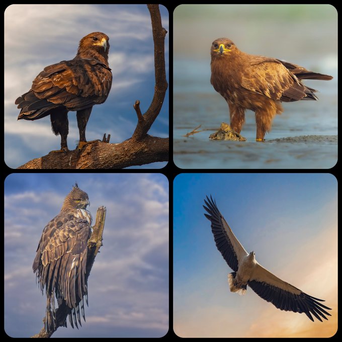 Four-panel collage of bird of prey photographs: a golden eagle perched on a branch (top-left), another golden eagle standing on beach (top-right), a crested hawk/eagle with wings spread (bottom-left), and a flying vulture or eagle with outstretched wings against sky (bottom-right).