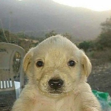 Close-up portrait of a fluffy cream-colored golden retriever puppy sitting outdoors with hills visible in the background.
