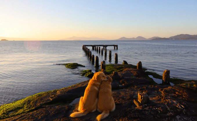 Two golden retrievers sit together on a moss-covered rocky shore looking out at a calm body of water with weathered wooden pilings and distant mountains under a soft sunset sky.