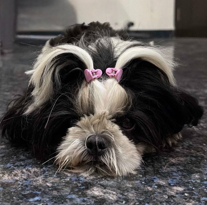 A small black and white dog with long fur lies peacefully on the floor, its hair tied into two small ponytails with pink heart-shaped elastics, its eyes gently closed in rest. The image perfectly mirrors the post's message of quiet rest and peaceful restoration, symbolizing how taking time to recharge—like this peacefully sleeping pup—allows one to return stronger and build meaningfully in the background.