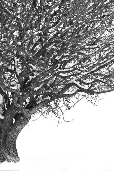 A black and white photograph shows a bare tree with snow resting on its branches against a white sky.