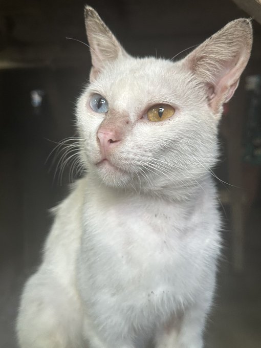 A close-up portrait of a white cat with striking heterochromia, having one blue eye and one golden eye.
