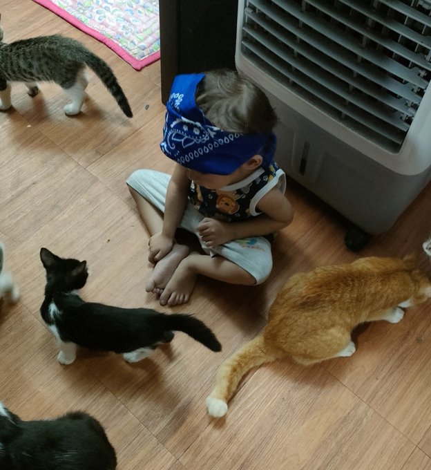 A toddler wearing a blue bandana sits barefoot on a wooden floor, surrounded by several curious cats including a black-and-white kitten, an orange tabby, and a gray tabby. The image appears unrelated to the post, which is a fundraising appeal for "Mitchiko's" open heart surgery with cryptocurrency donation addresses listed.