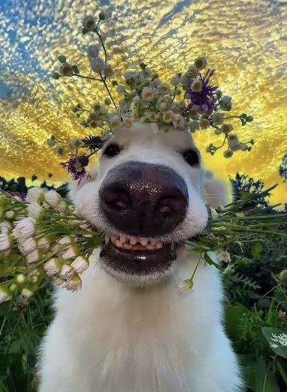 A cheerful white dog wearing a crown of wildflowers (daisies and purple blooms) with a toothy smile, set against a golden sunset sky.