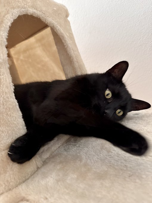 A black cat with yellow eyes rests on a fluffy beige cat tree platform, looking directly at the camera.