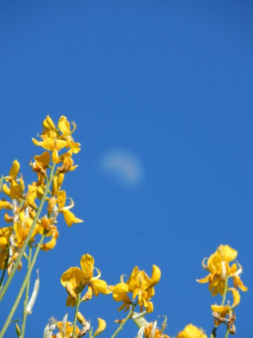 Vibrant yellow flowers frame the foreground against a deep blue sky, where a soft, glowing orb resembling the moon hangs in the distance. The composition embodies the artwork's title "LUNA DIURNA I," capturing a poetic blend of golden warmth and serene celestial light.