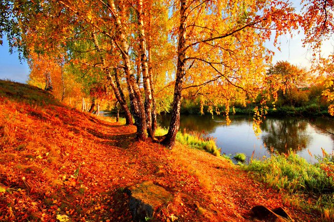 A vibrant autumn landscape photograph featuring birch trees with bright yellow and orange leaves, fallen orange leaves carpeting the ground, and a calm pond reflecting the colorful scenery.