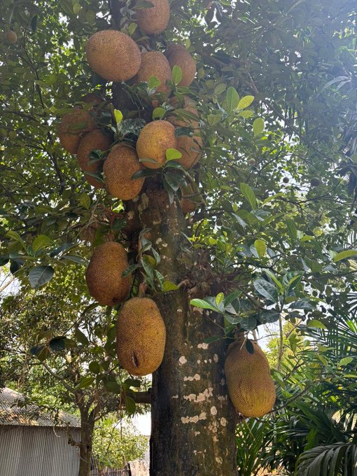 The image features a large tree with many ripe fruits hanging from its branches, including several jackfruits that are brown and yellow in color. The tree appears to be located near some buildings or structures, suggesting an urban setting. The photo captures the essence of the day as it is described as very hot outside.