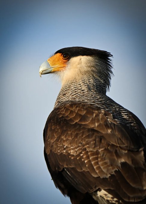 A close-up portrait of a crested caracara, showing its distinctive black crest, yellow-orange facial skin, and hooked beak.
