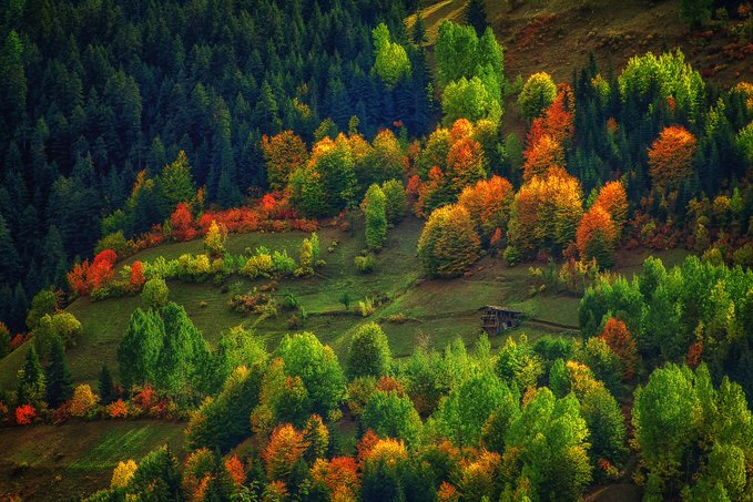 An aerial view of a dense forest in autumn, displaying vibrant green, orange, and red foliage with a small clearing visible in the middle.
