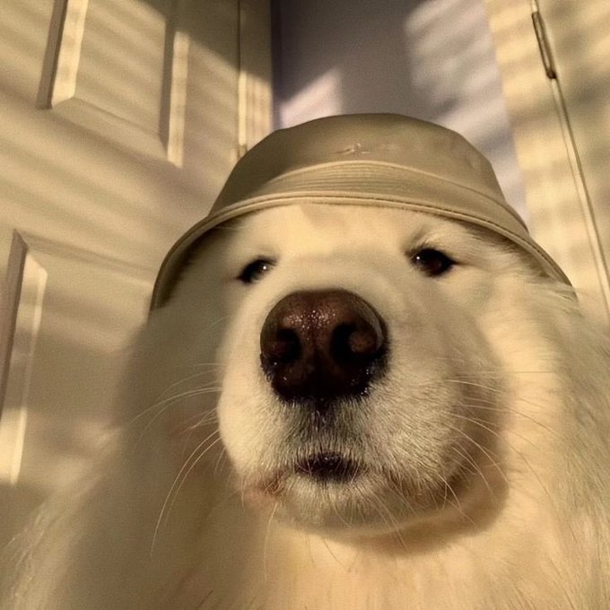 The image features a white dog wearing a hat with its face turned towards the camera. The caption of the photo reads "Happy day everyone The @3look_io io × @Appreciators_IO campaign stands out for creating a stronger balance between creator incentives, NFT utility, and genuine community participation". This suggests that the image is related to an online campaign or event promoting the use of NFTs in the art world.