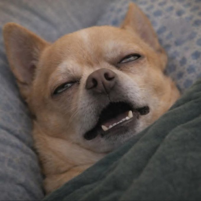 A close-up photo of a small tan dog with a silly, cross-eyed expression, showing its teeth as if smiling while resting on a blue patterned blanket.
