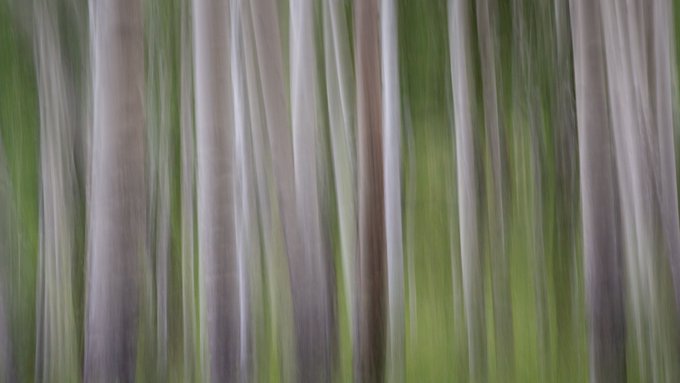 A heavily blurred image showing vertical streaks of green and white/brown, resembling an out-of-focus forest.