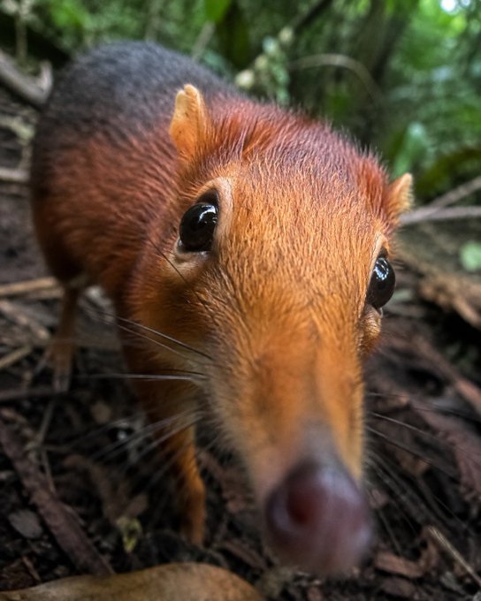 An extreme close-up of an elephant shrew (or similar small mammal) with a long pointed snout and large dark eyes, photographed on a forest floor.