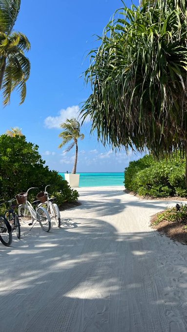The image shows a beach scene with two bicycles parked next to each other near a palm tree. The bicycles are white and appear to be locked up securely, indicating that they belong to someone who values their safety while enjoying the beach environment. The presence of the palm tree suggests that this location is likely in a tropical or subtropical region where such trees can grow naturally.