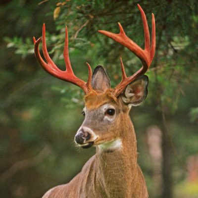 A majestic white-tailed buck with impressive antlers stands alert in a forest setting, visually representing the watchful vigilance implied in "Keeping a close eye on $TBB" as the early-stage project on Solana is being monitored for growth and momentum.