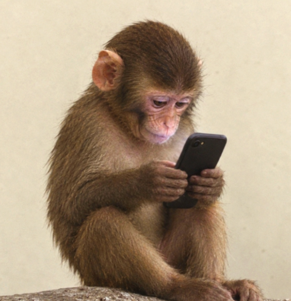A young monkey intently examines a smartphone, humorously captioned to draw a parallel between the primate's concentrated focus on the device and the intense speculation around whether $fone could replicate the meteoric rise of $WIF in the crypto market.