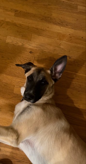 A Belgian Malinois dog with black and tan fur lies on a hardwood floor, looking up at the camera with one ear perked.