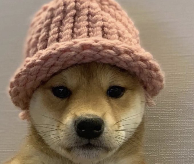 A Shiba Inu dog wearing a pink knitted bucket hat, looking directly at the camera with an endearing expression. The image fits the playful, meme-like vibe of the $catwiffeather crypto token handle, presenting the dog as a charming mascot for the project.