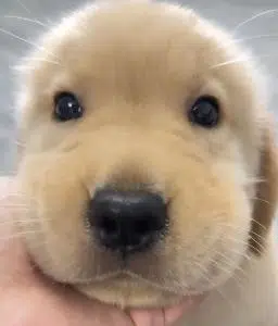 A close-up photo of an adorable golden retriever puppy's face being held by a person's hand.