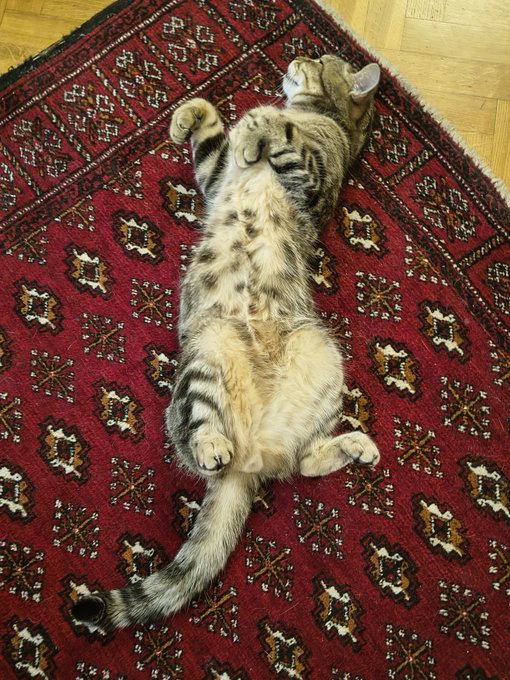 A grey tabby cat lying on its back with its paws curled up on a red, intricately patterned Persian-style rug.