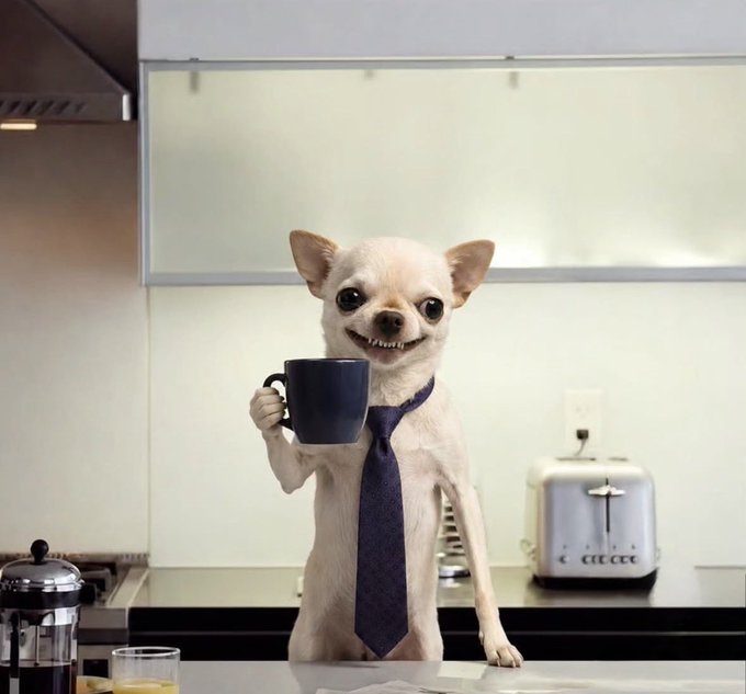 A small white chihuahua dog stands upright on its hind legs on a kitchen counter, wearing a dark blue necktie and holding a blue mug in its front paws, smiling widely.