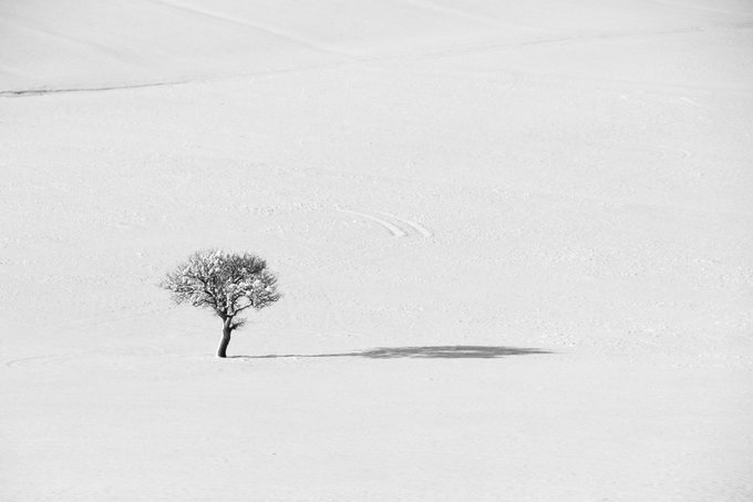 A solitary tree stands alone in a vast, snow-covered landscape, casting a long shadow across the white terrain. This minimalist winter scene perfectly embodies the title "Snowy tree," a 1/1 edition NFT artwork listed for 55 Tezos, showcasing stark natural beauty through photography.