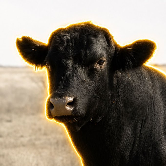 A close-up portrait of a black Angus bull backlit by golden sunlight, illustrating the post's playful comparison between the meme coin $ANSEM (described as a "black bull") and the $ANGUS breed, suggesting the ticker could follow a similar breakout toward 1M+.