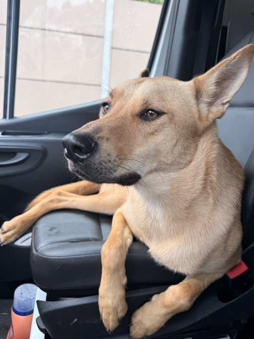 A tan dog with large pointed ears rests on the front passenger seat of a car, looking out the window attentively as if keeping watch during the drive, perfectly matching the "co-pilot" caption.