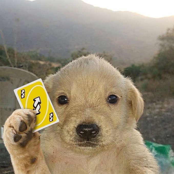 An adorable cream-colored puppy holds up a UNO Reverse card while gazing directly at the camera, paired with a post celebrating the Jotchua community's loyalty and optimism about the future of the $jotchua token.