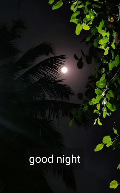 A nighttime photo showing the moon glowing behind silhouetted palm fronds and green leaves, with a 'good night' text overlay at the bottom.